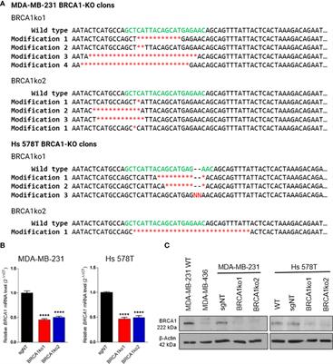 OGG1 Inhibition Triggers Synthetic Lethality and Enhances The Effect of PARP Inhibitor Olaparib in BRCA1-Deficient TNBC Cells